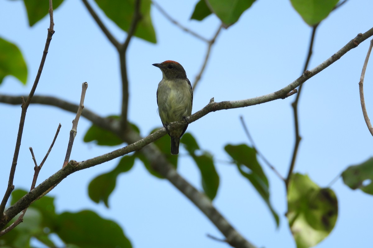 Red-capped Flowerpecker - ML642039469
