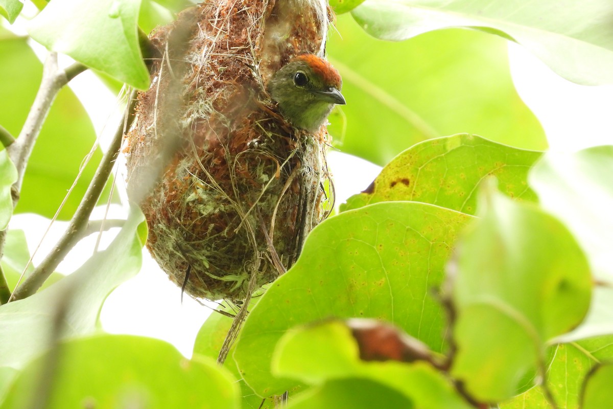 Red-capped Flowerpecker - ML642039470