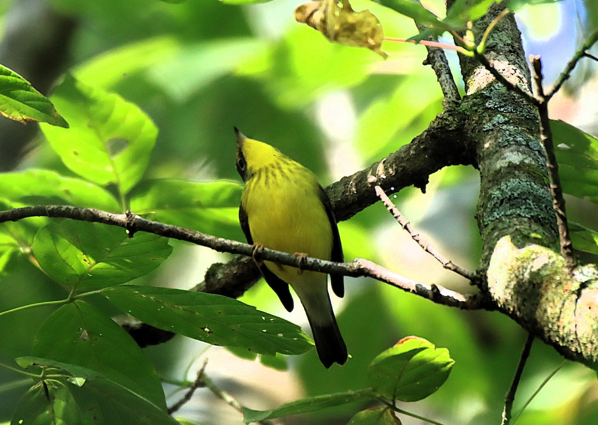 Canada Warbler - ML642039476