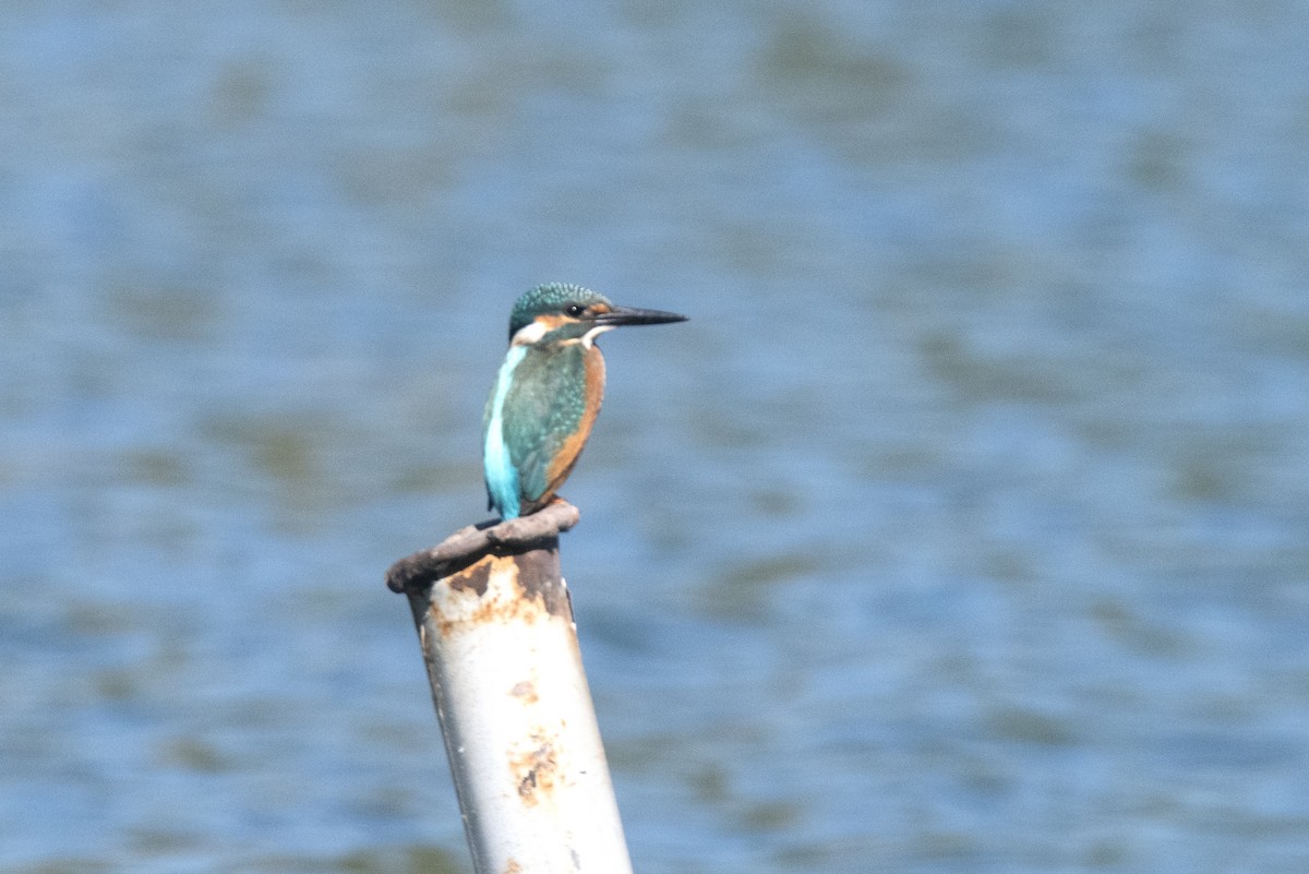 ledňáček říční - ML642039501