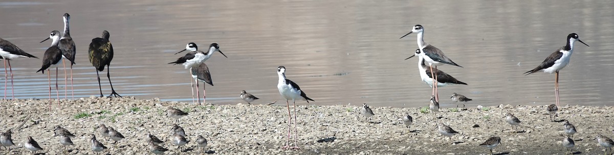 pisila černokrká (ssp. mexicanus) - ML642039505