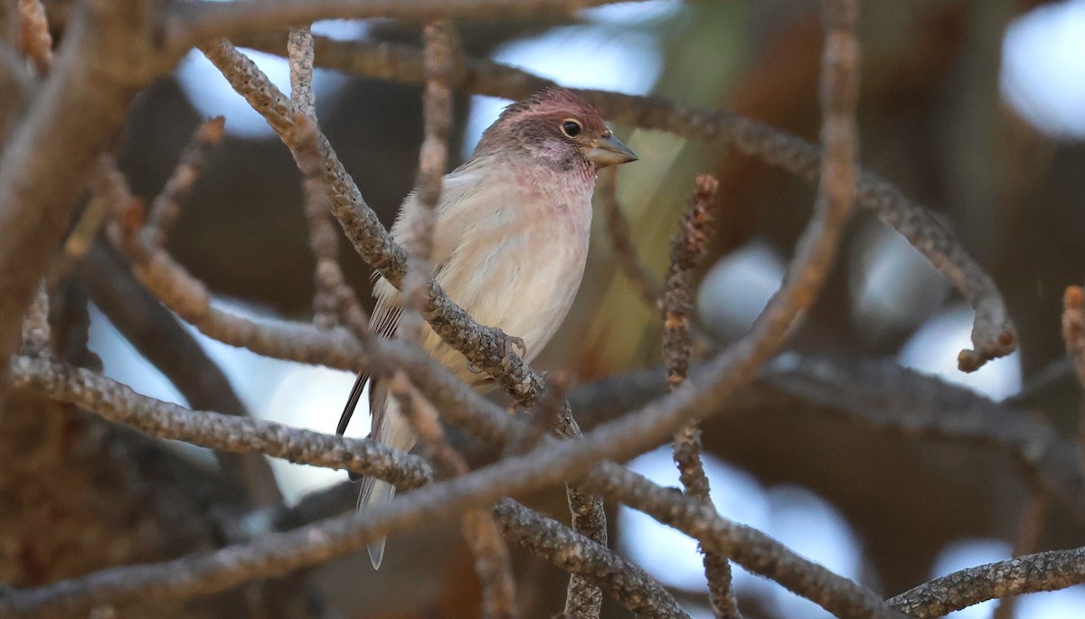 Cassin's Finch - ML642039509