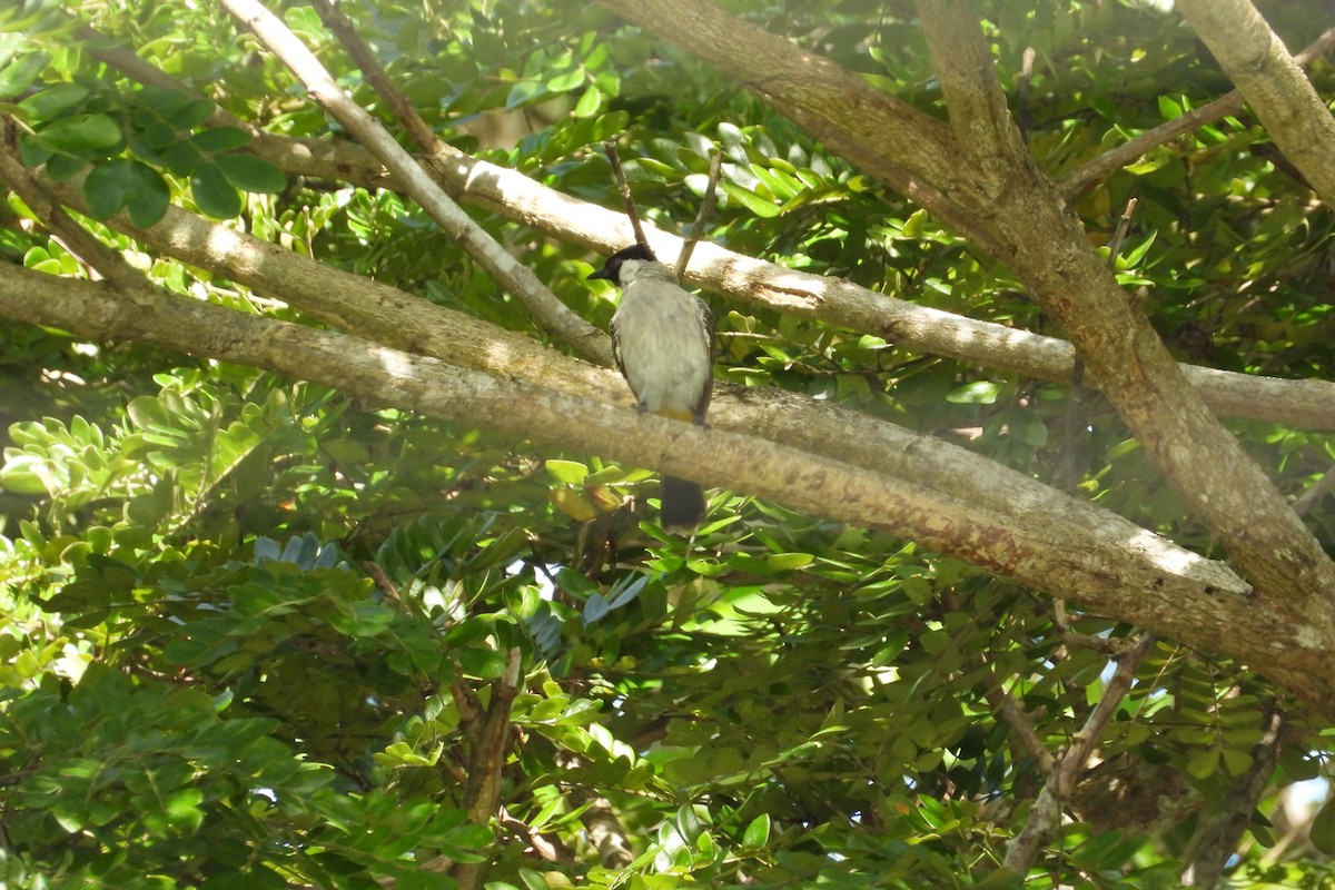 Bulbul Ventridorado - ML642039522
