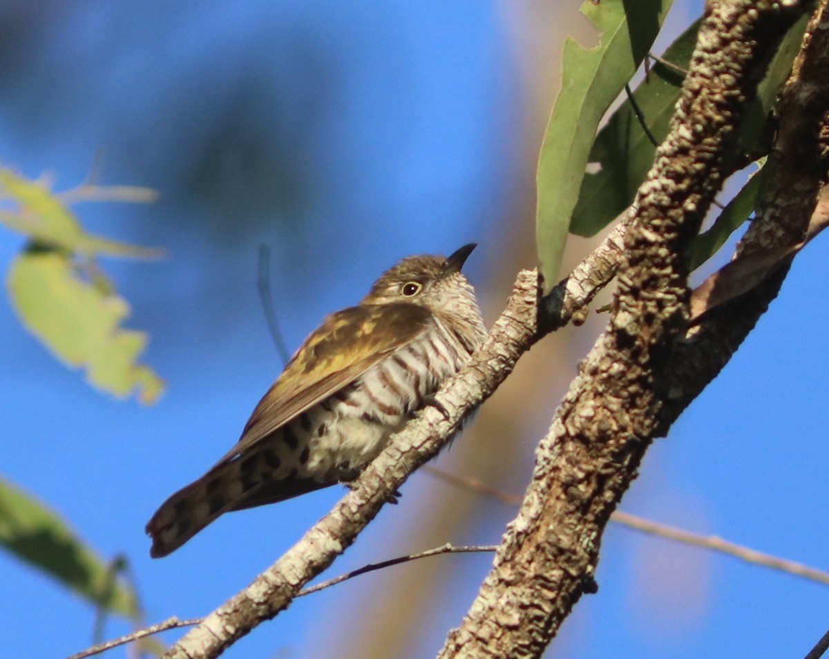 Shining Bronze-Cuckoo - ML642039523