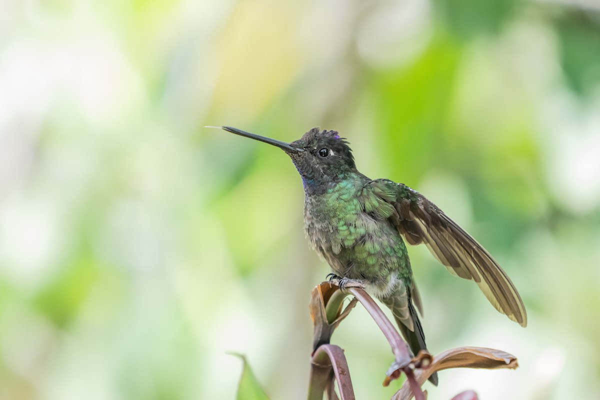 Talamanca Hummingbird - ML642039545