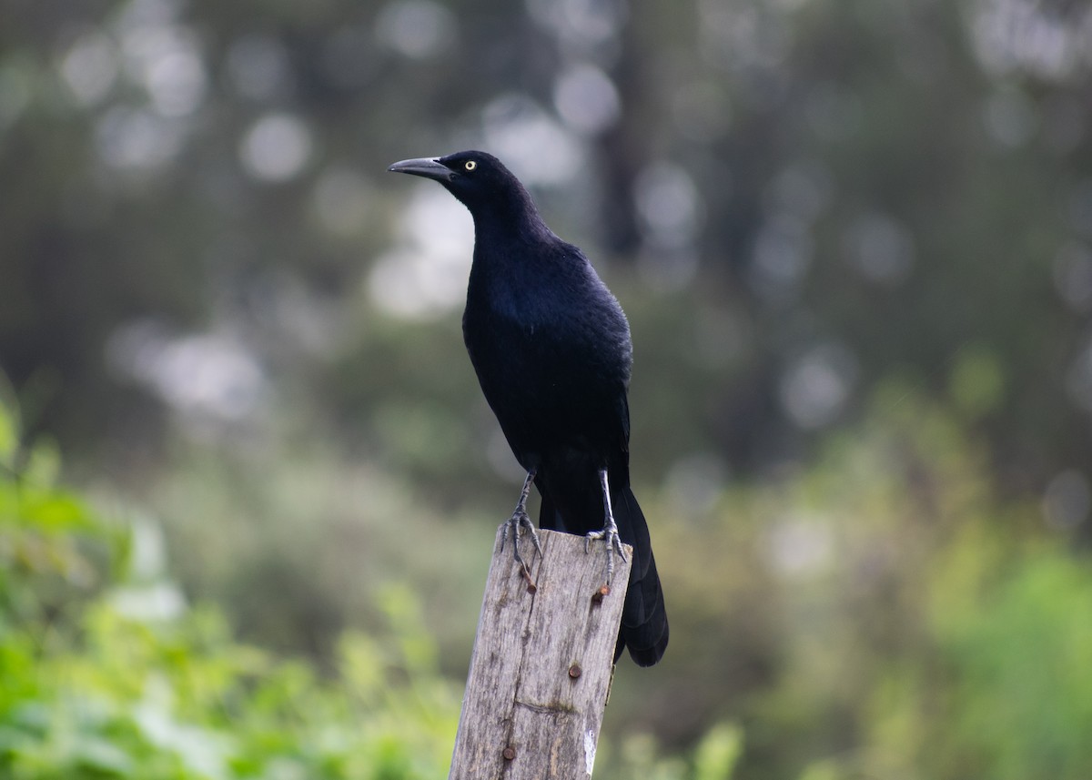Great-tailed Grackle (Great-tailed) - ML642039560
