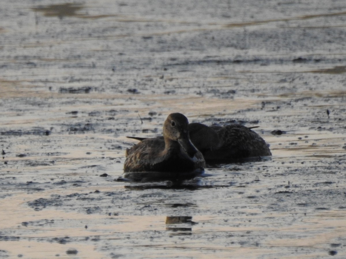 Blue-winged Teal - ML642039561