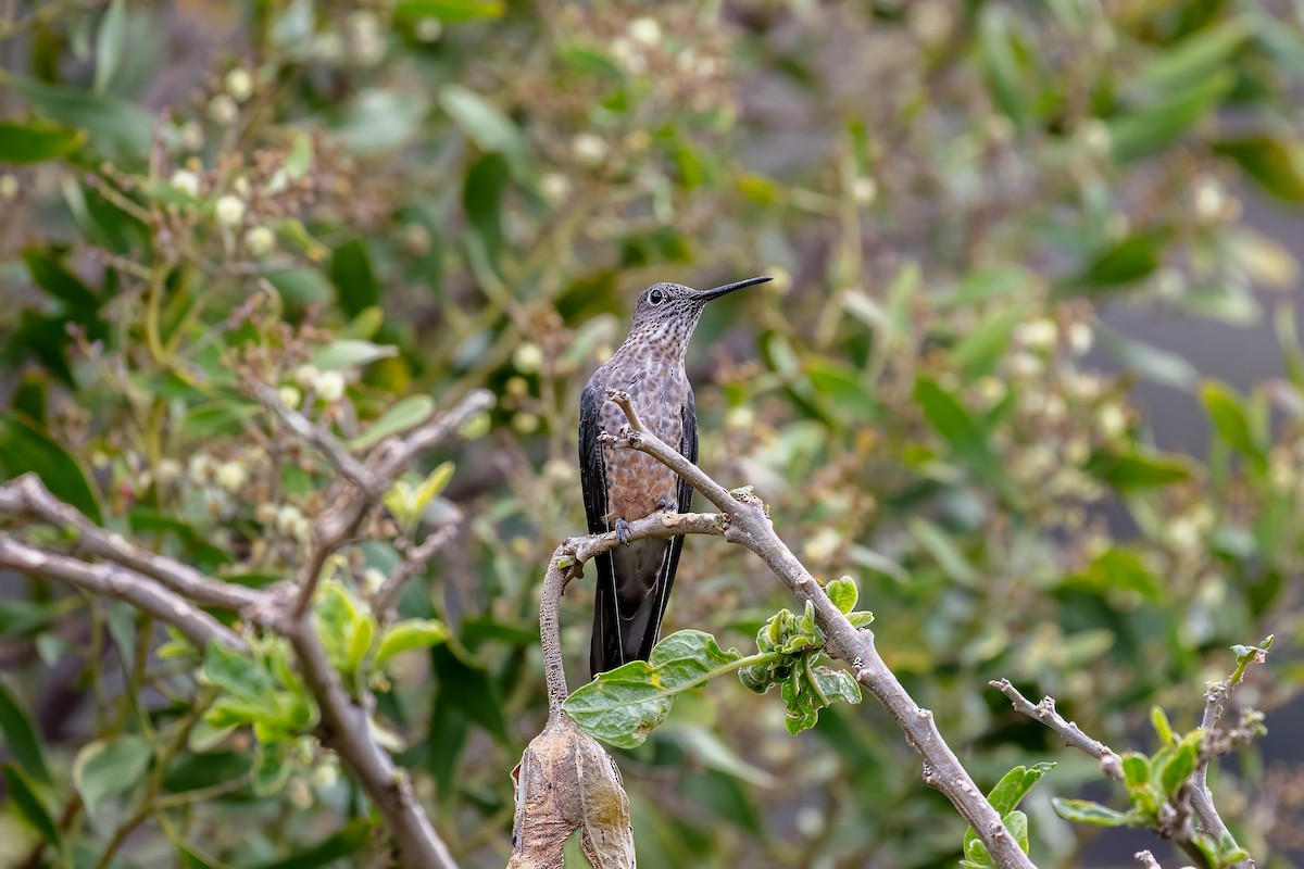 Giant Hummingbird - ML642039562