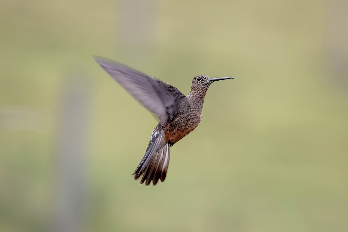 Giant Hummingbird - ML642039563