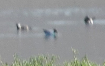 Mouette de Sabine - ML642039564