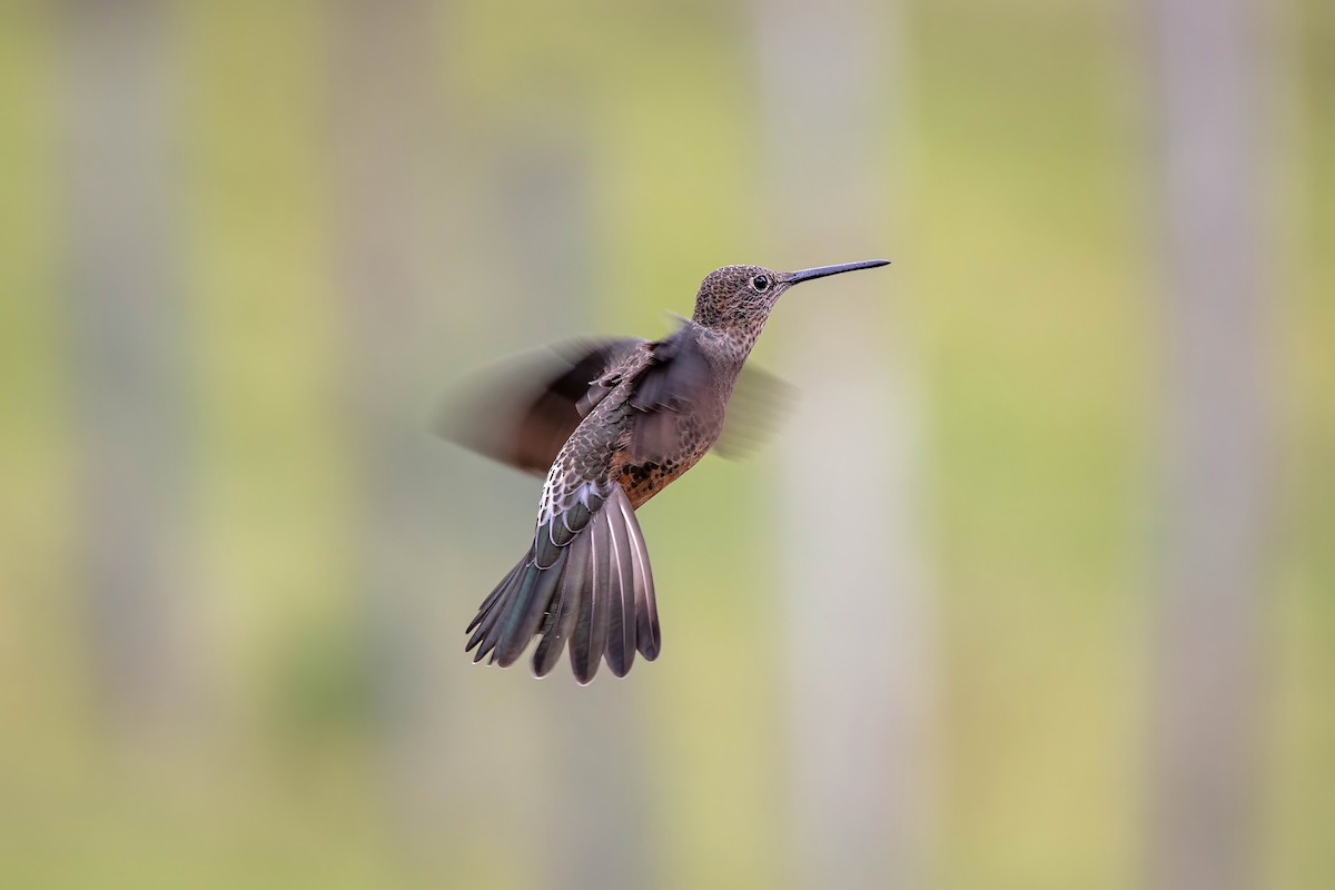 Giant Hummingbird - ML642039565