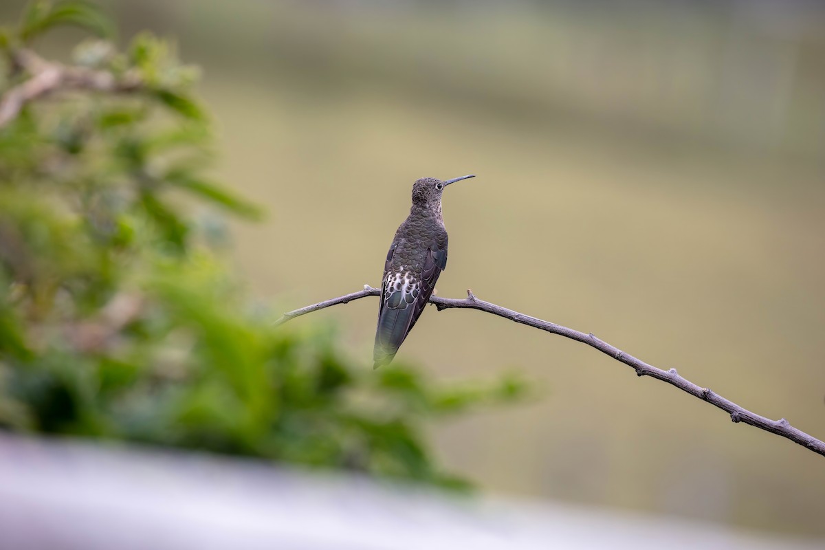 Giant Hummingbird - ML642039569