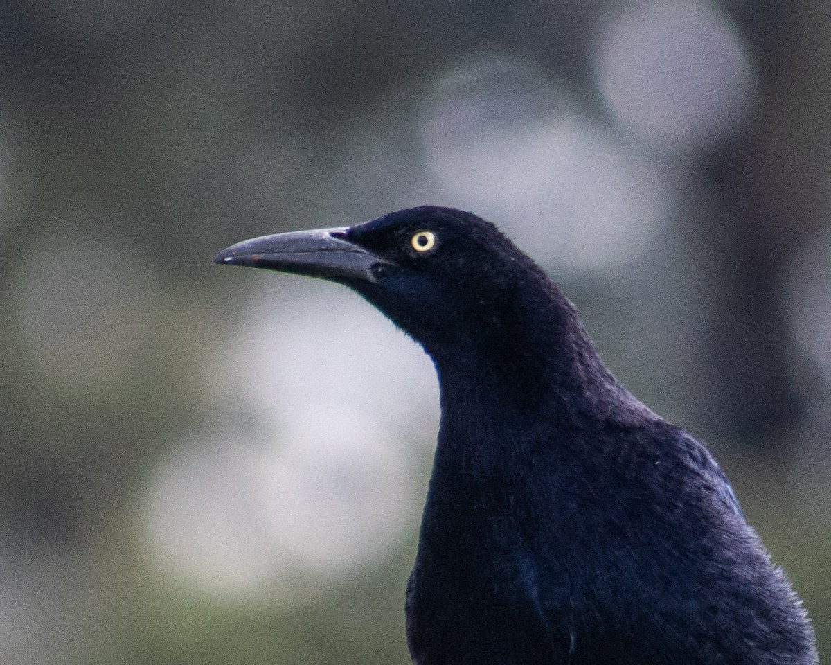 Great-tailed Grackle (Great-tailed) - ML642039572