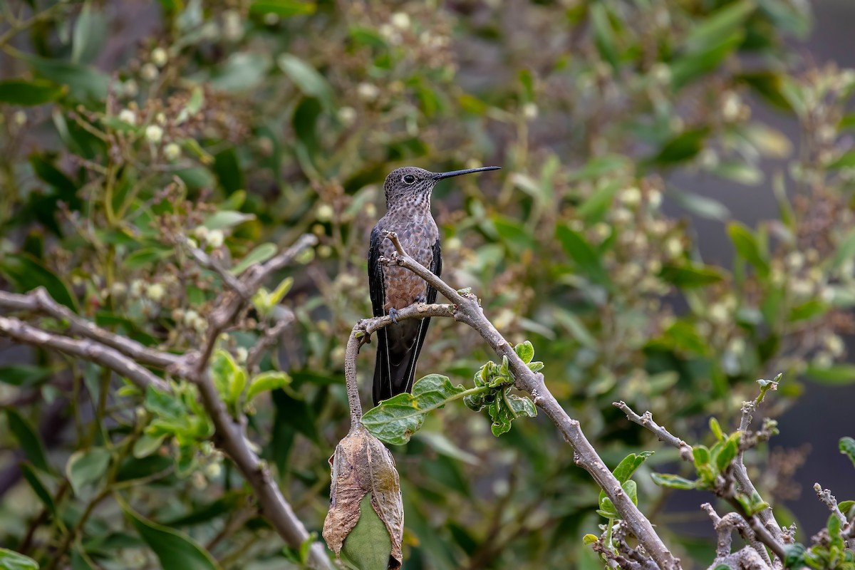 Giant Hummingbird - ML642039573