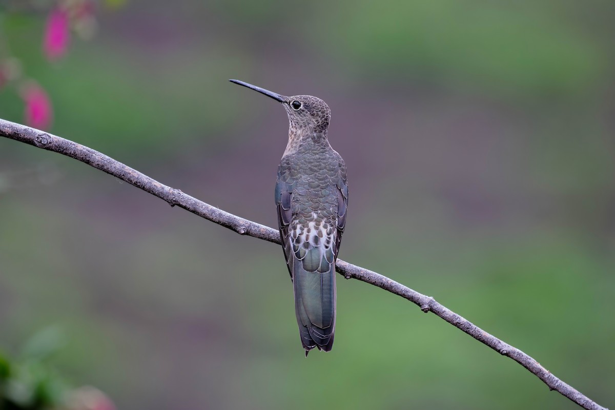 Giant Hummingbird - ML642039574