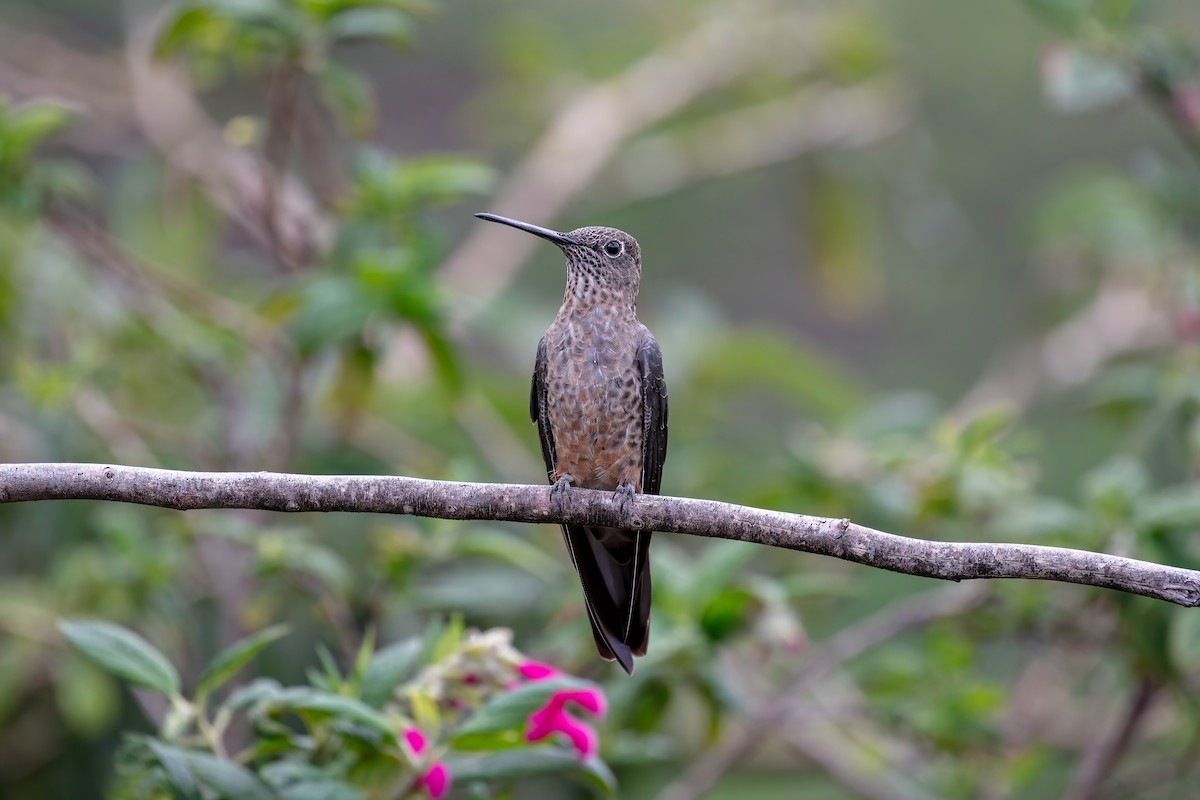 Giant Hummingbird - ML642039575