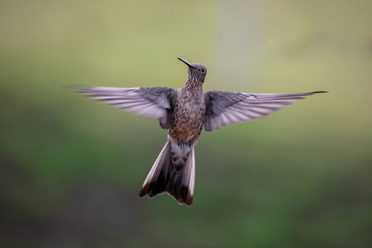 Giant Hummingbird - ML642039577