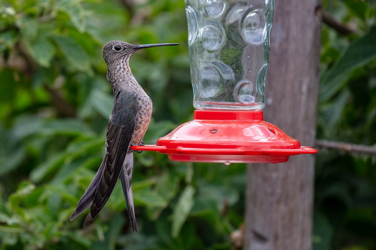 Giant Hummingbird - ML642039582