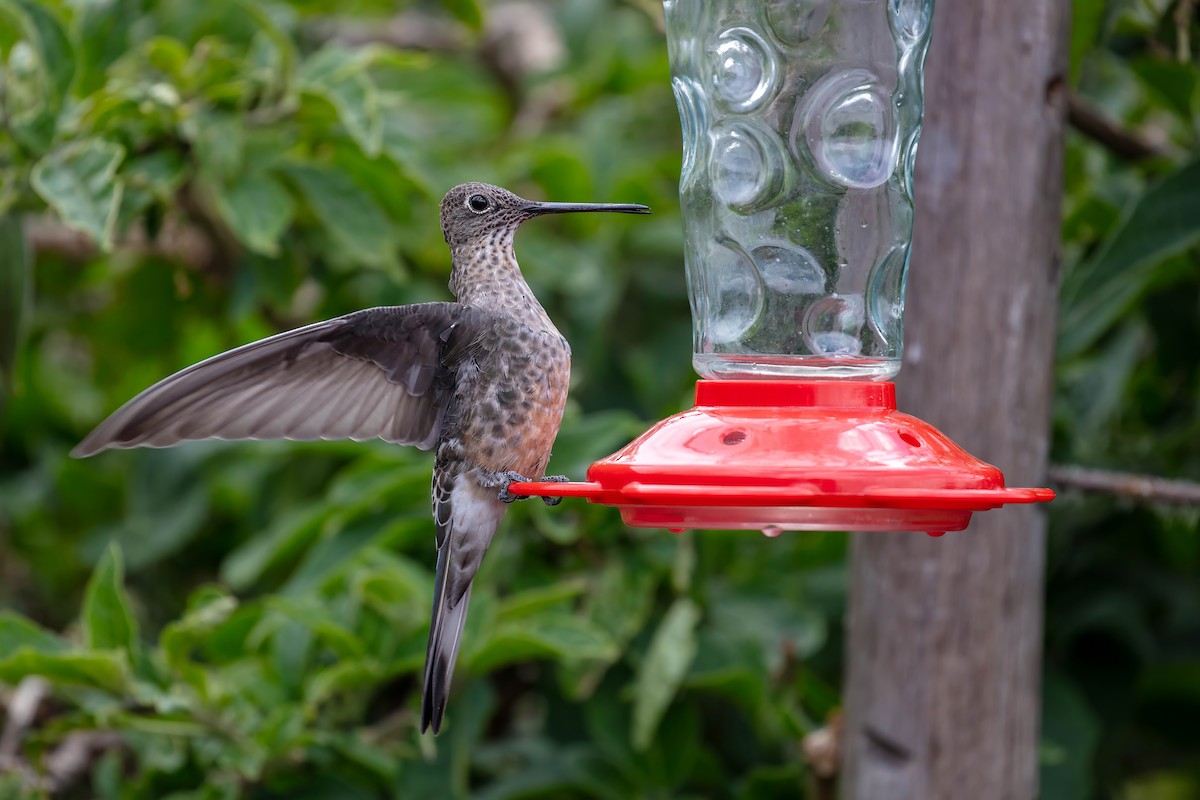 Giant Hummingbird - ML642039583