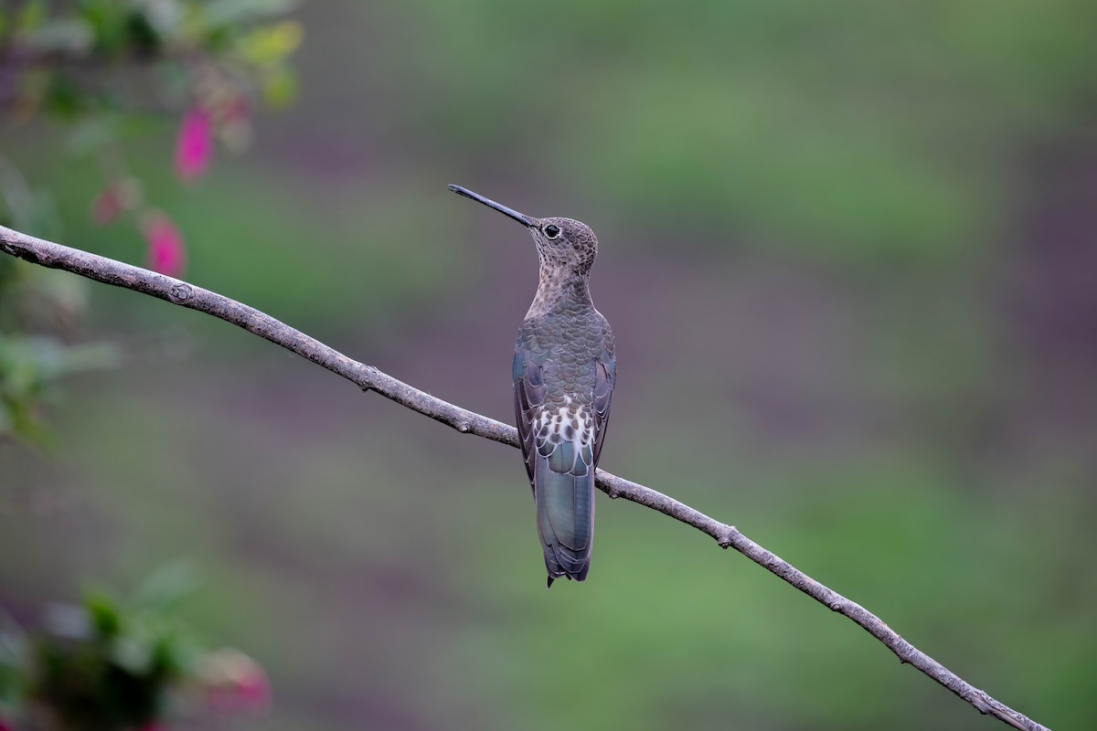 Giant Hummingbird - ML642039584