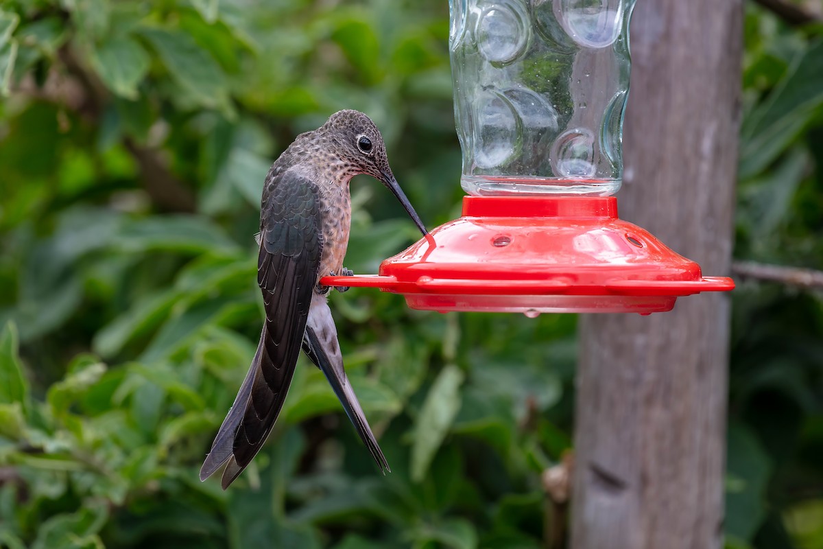 Giant Hummingbird - ML642039589