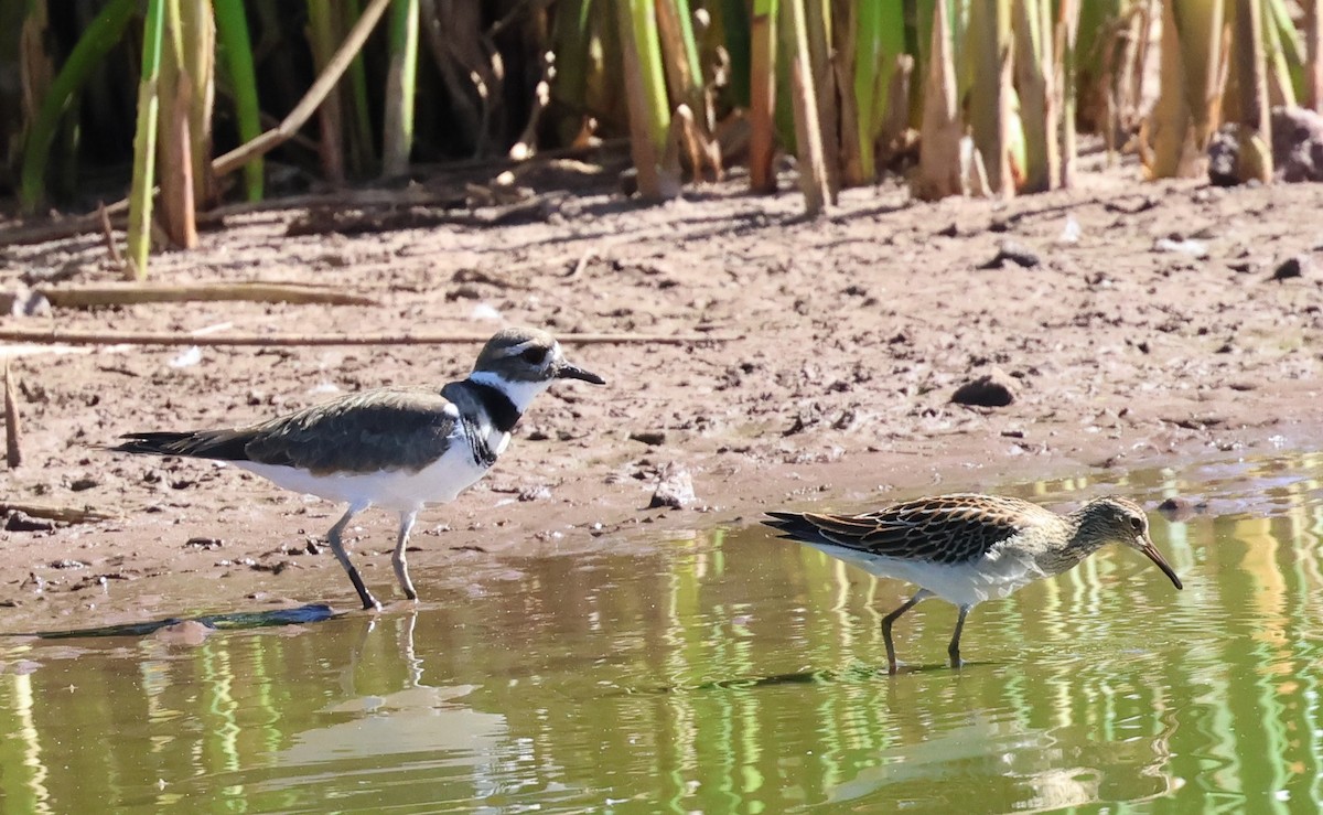 Pectoral Sandpiper - ML642039591