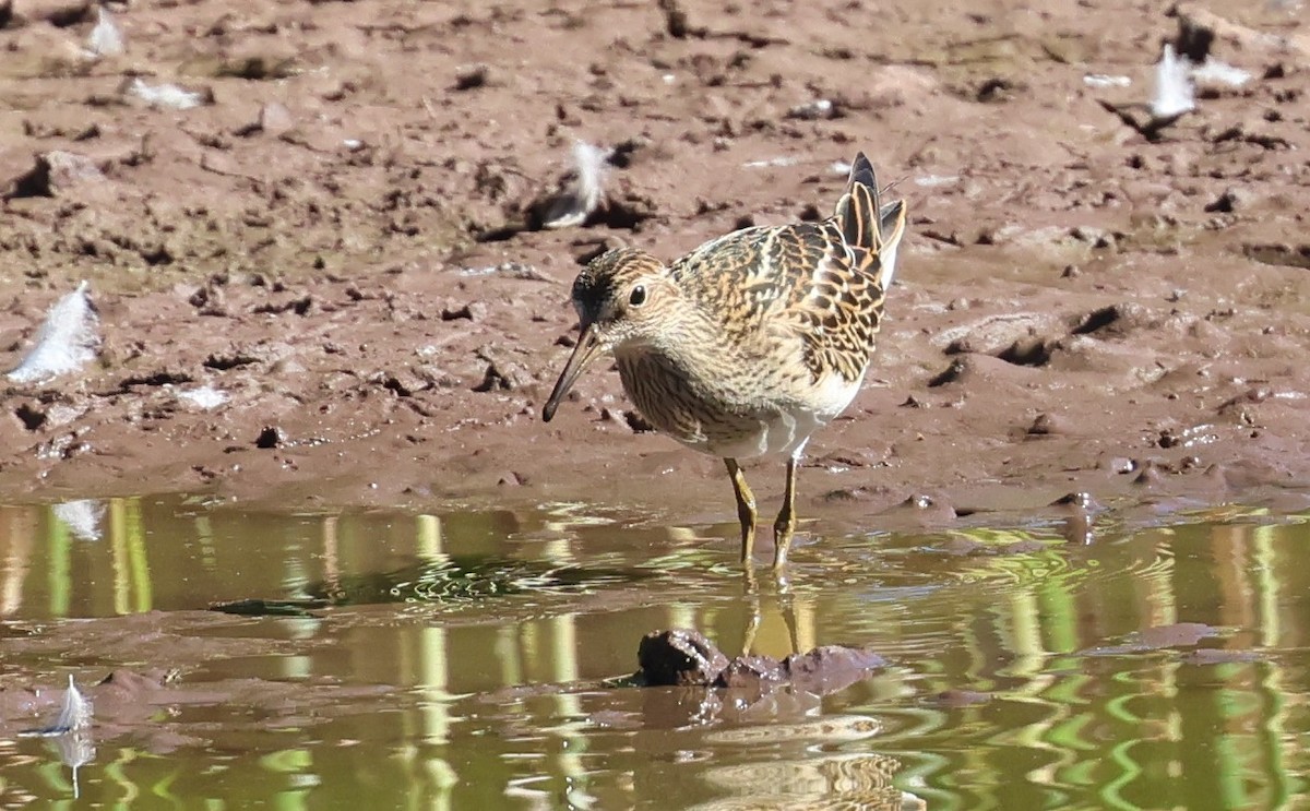 Pectoral Sandpiper - ML642039592