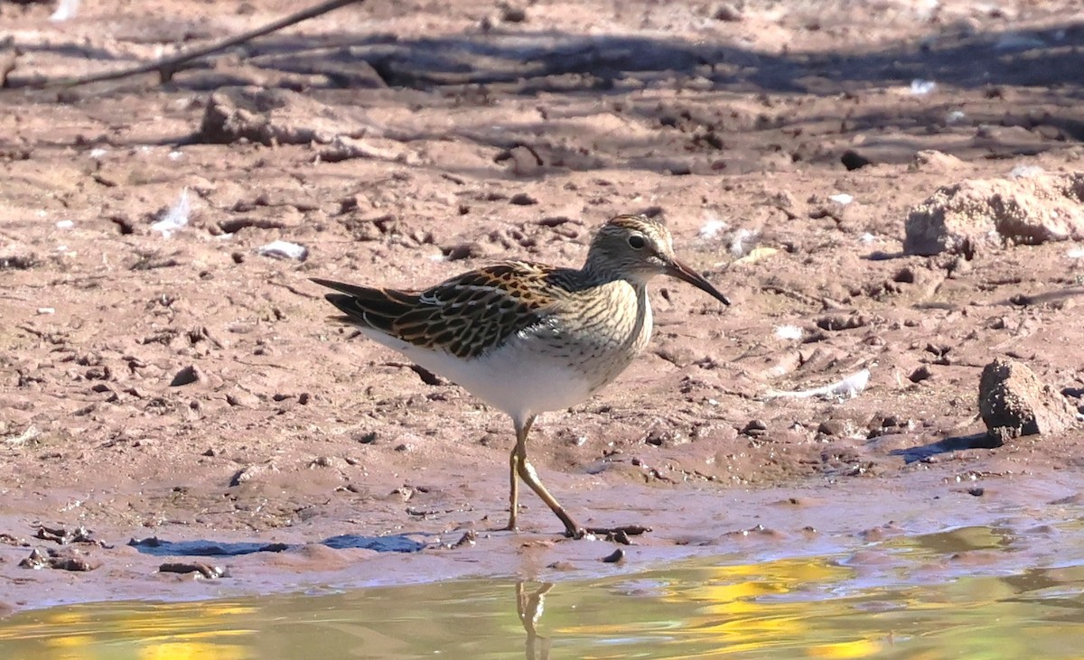 Pectoral Sandpiper - ML642039593