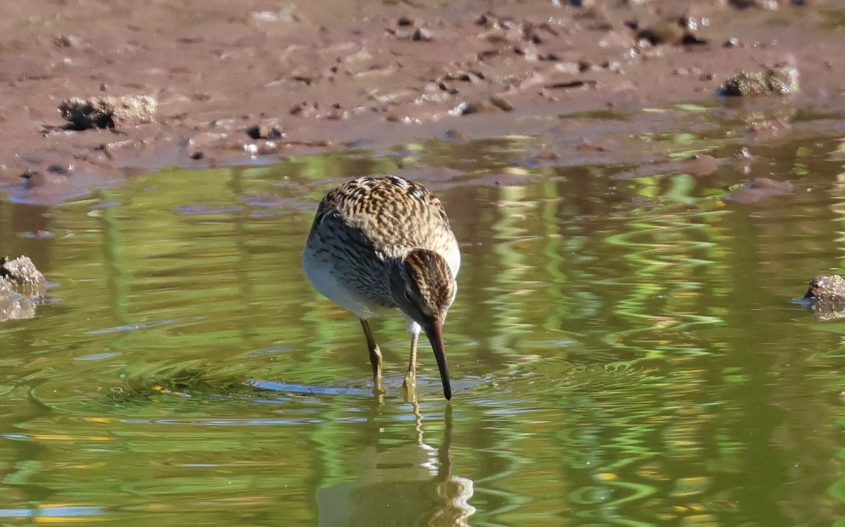 Pectoral Sandpiper - ML642039594