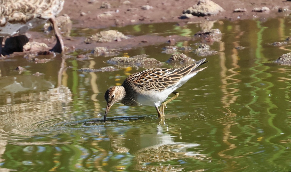 Pectoral Sandpiper - ML642039595
