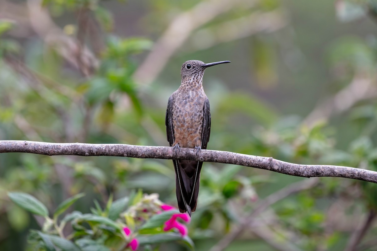 Giant Hummingbird - ML642039596