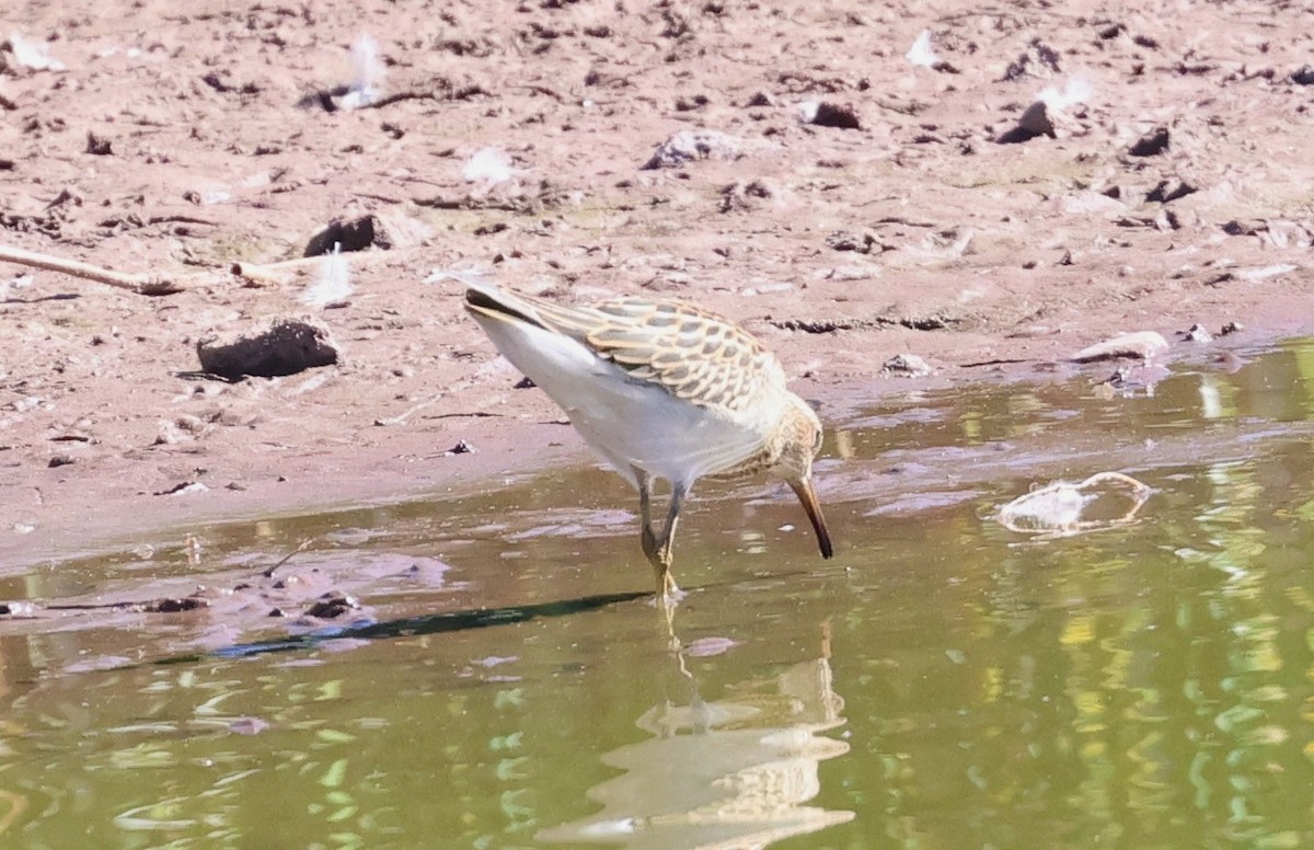 Pectoral Sandpiper - ML642039597
