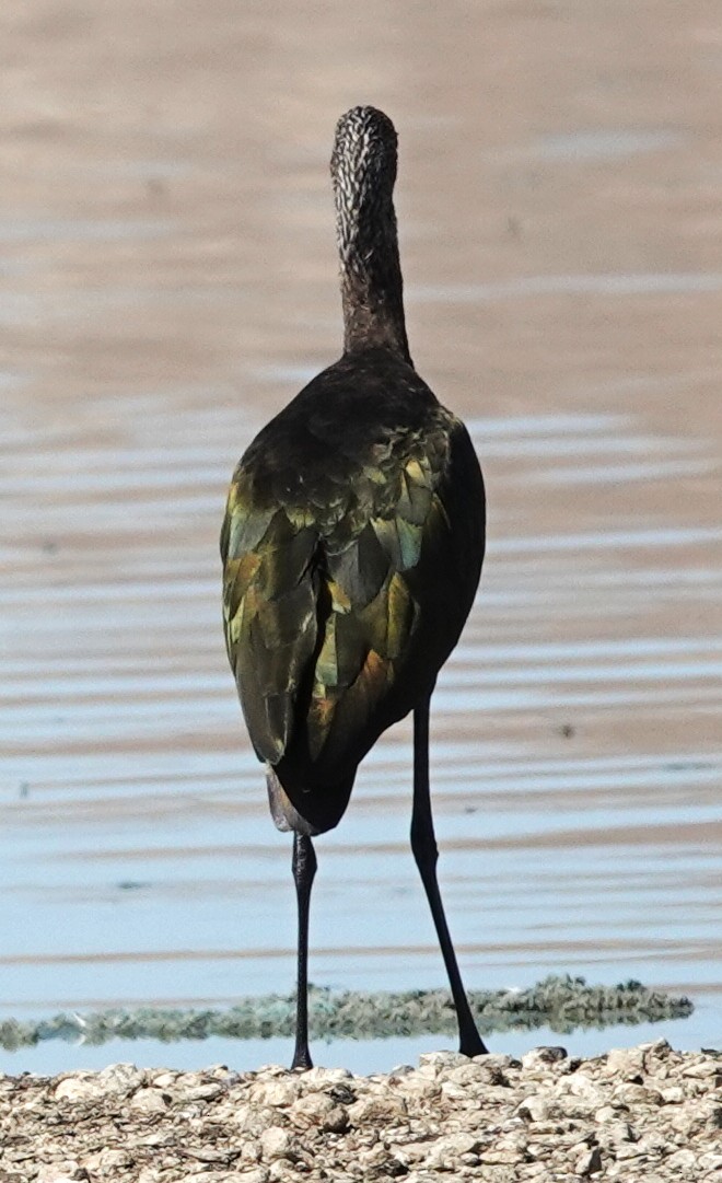 White-faced Ibis - ML642039598