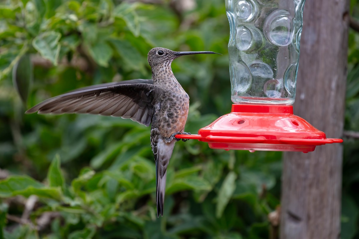 Giant Hummingbird - ML642039599
