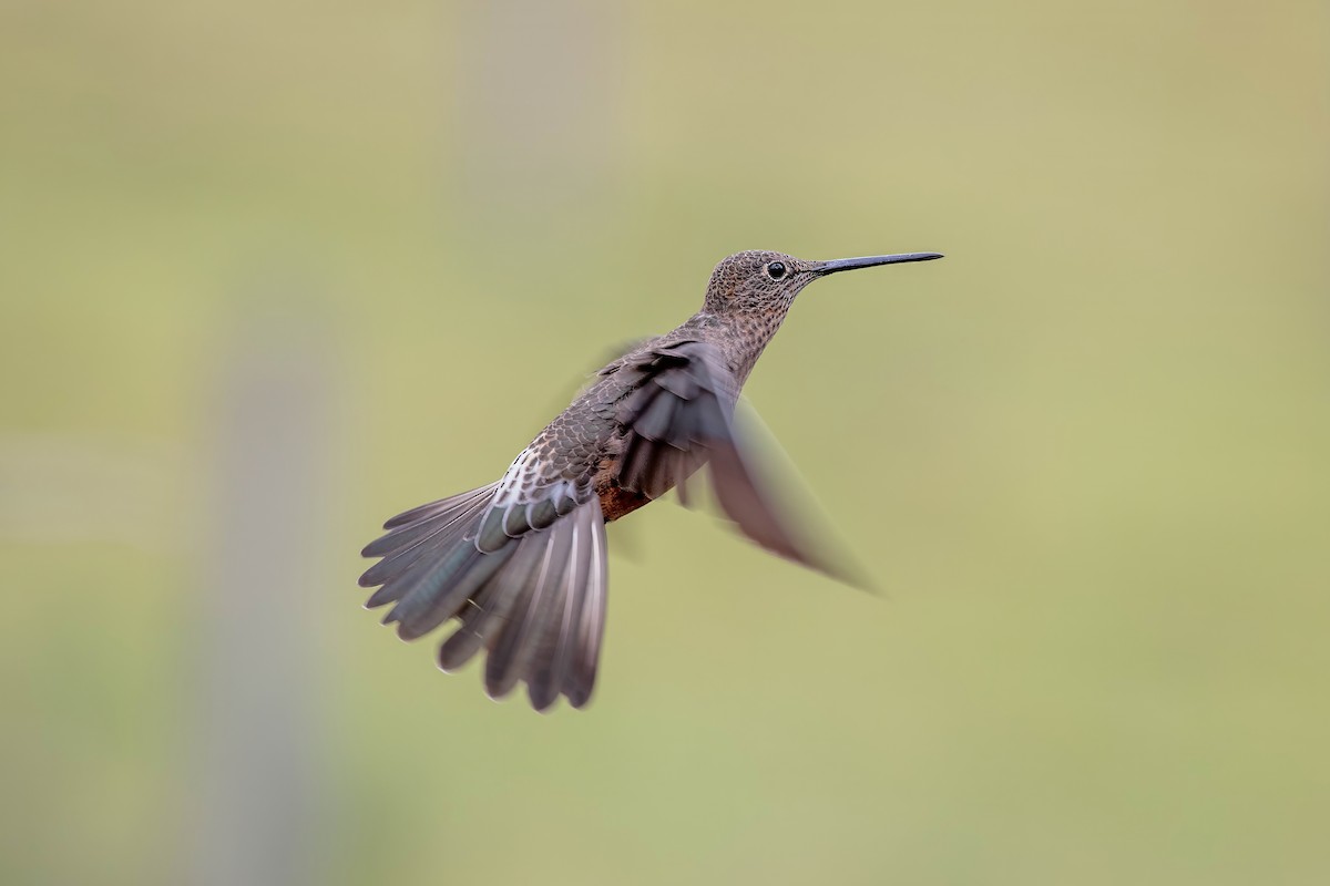 Giant Hummingbird - ML642039600