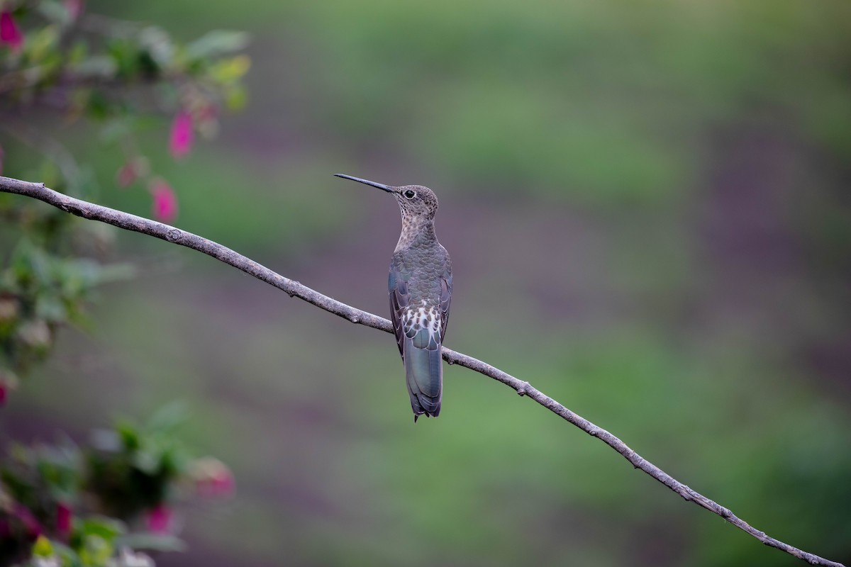 Giant Hummingbird - ML642039601
