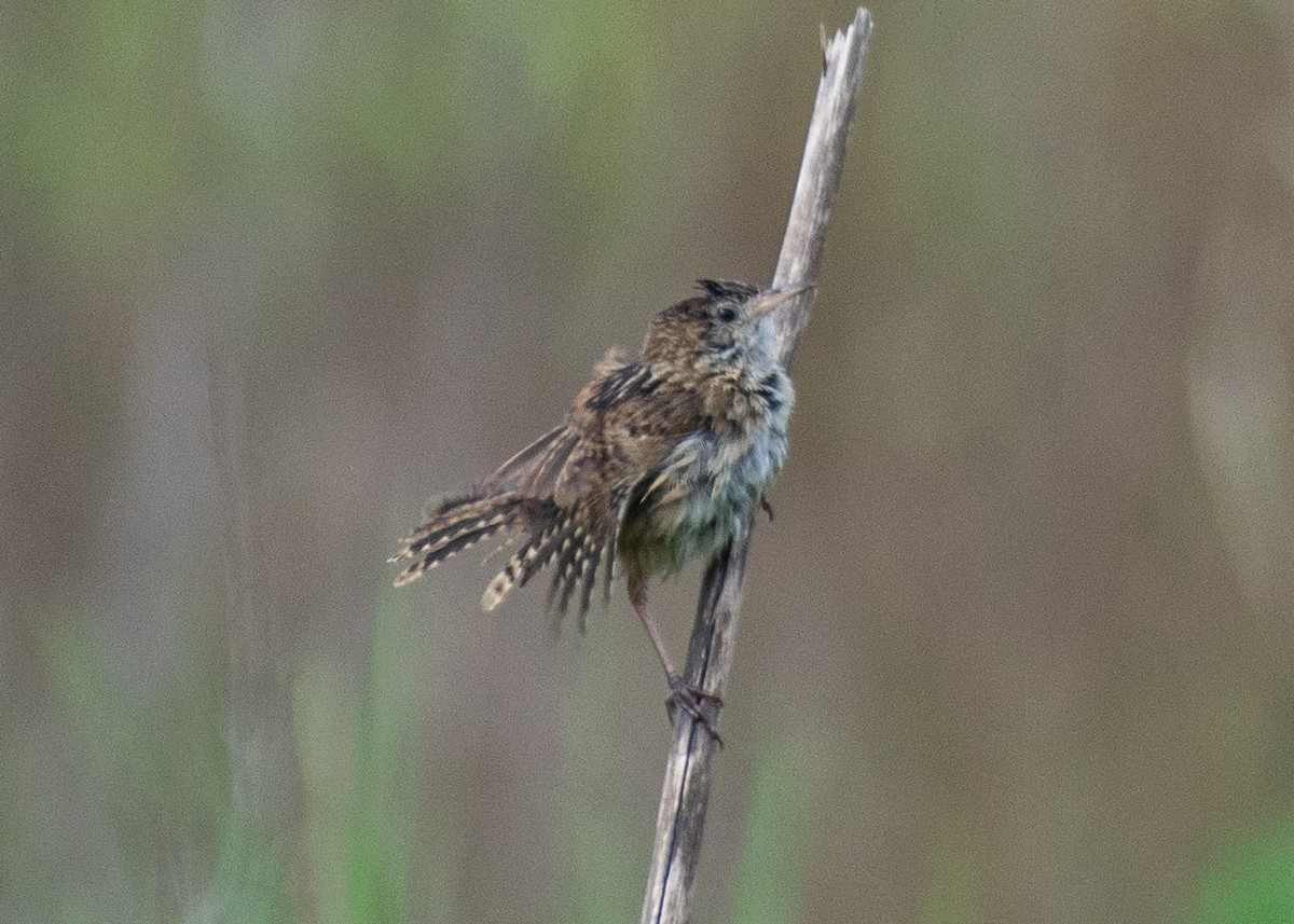Grass Wren (Northern) - ML642039605