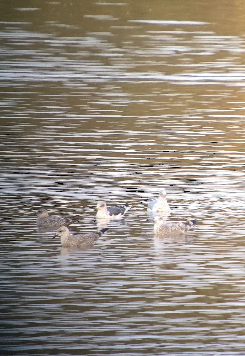 Lesser Black-backed Gull - ML642039635