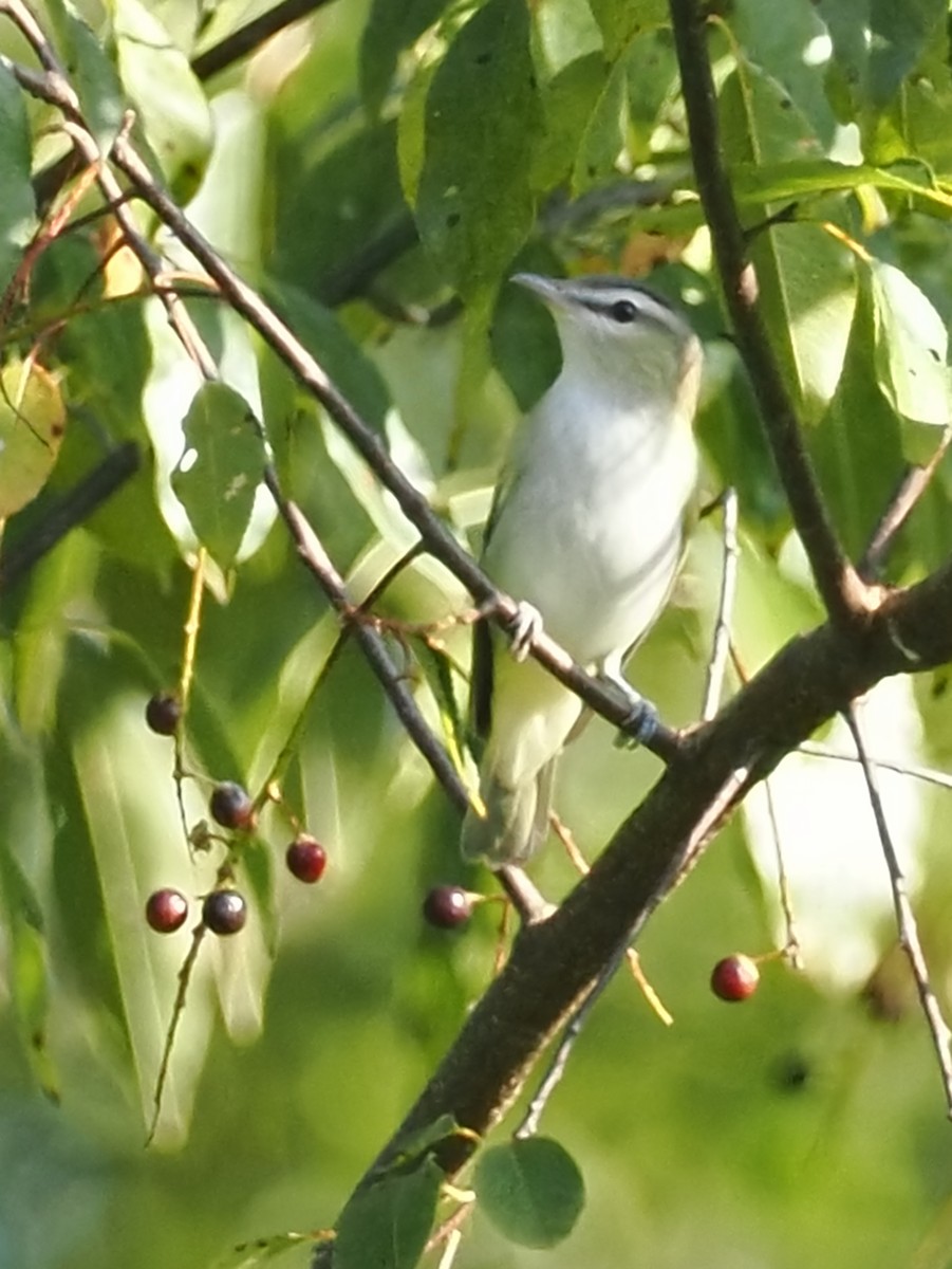 Red-eyed Vireo - ML642039645
