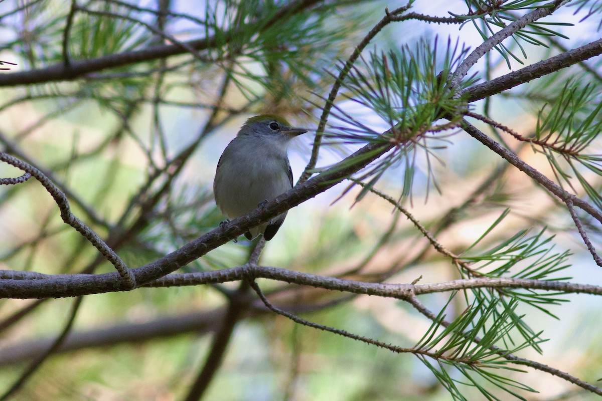 Chestnut-sided Warbler - ML642039655