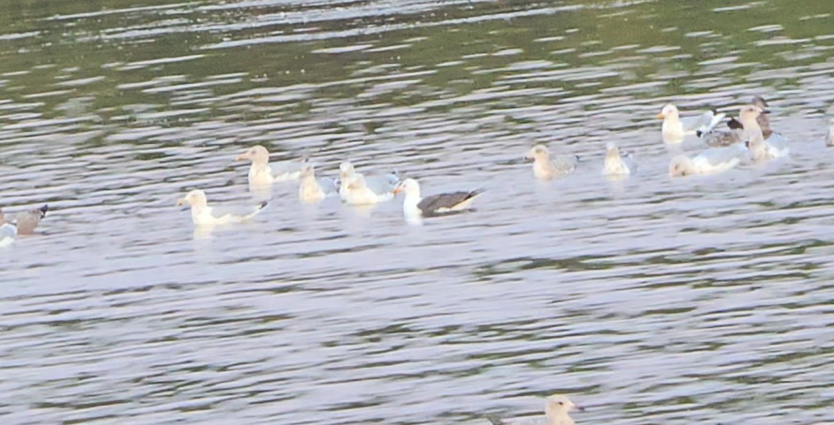 Lesser Black-backed Gull - ML642039656