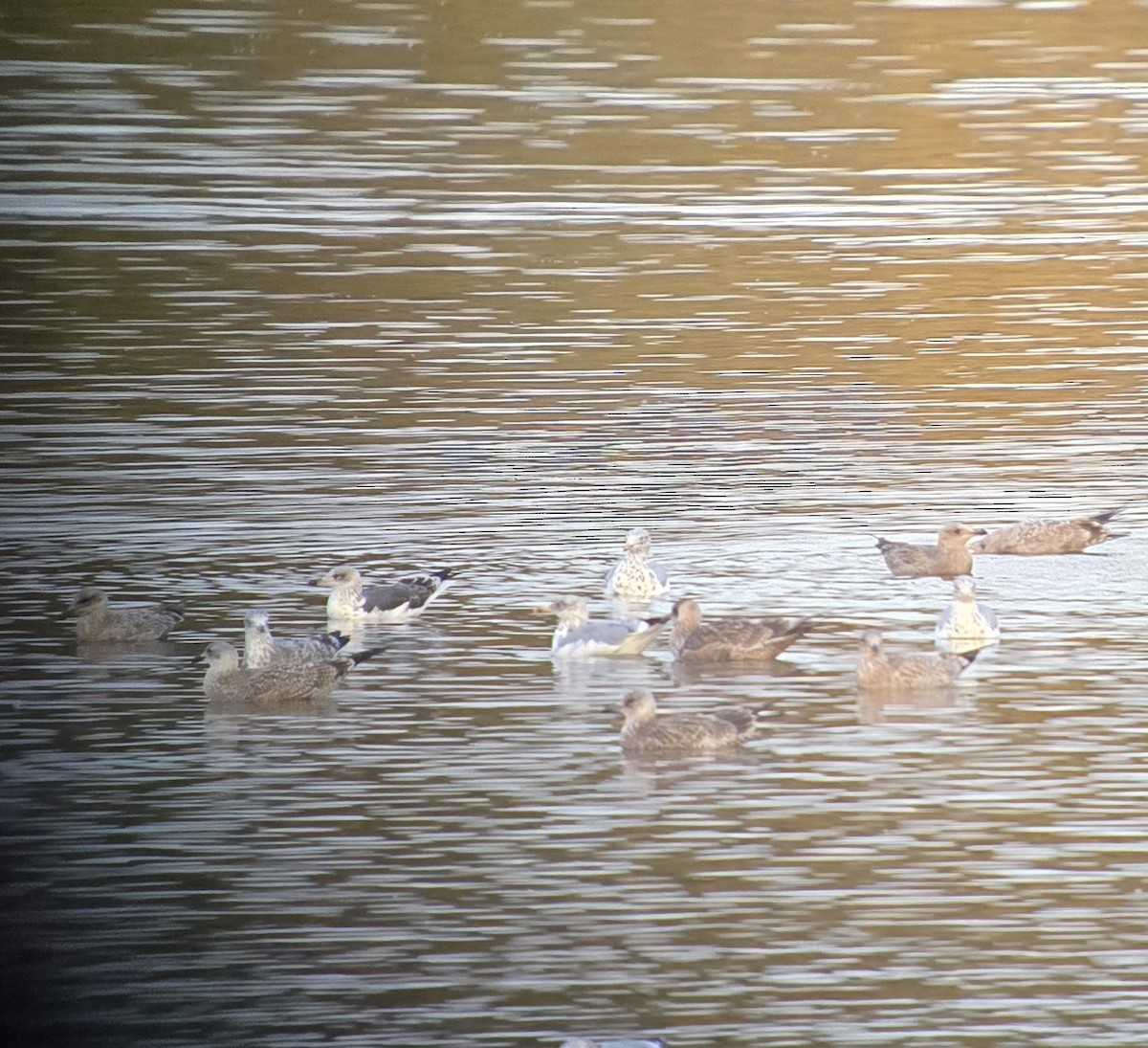 Lesser Black-backed Gull - ML642039657