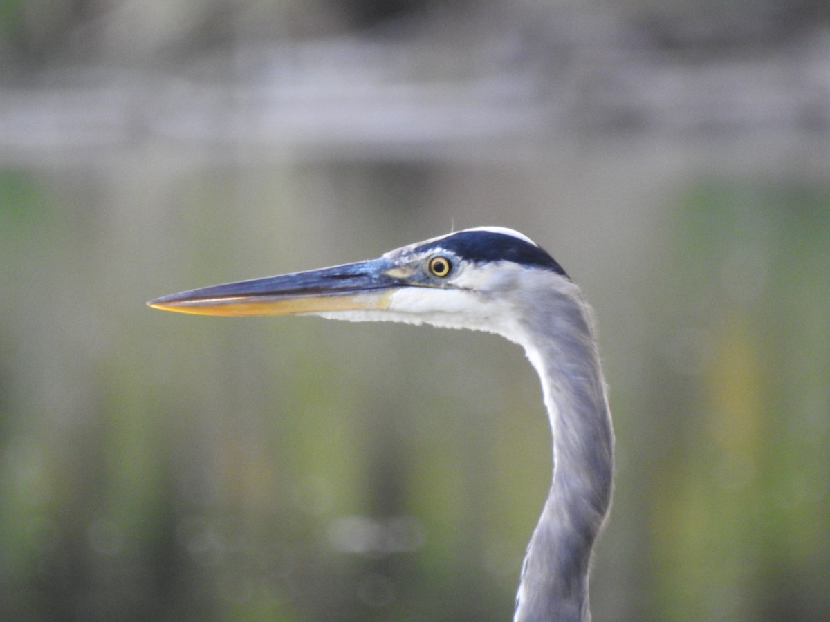 Great Blue Heron - ML642039661