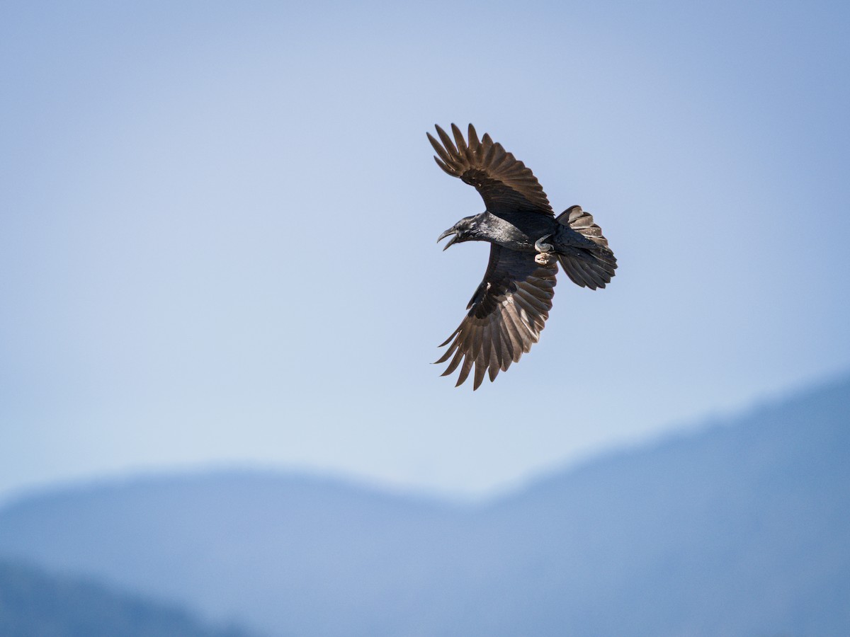 ravn - ML642039679