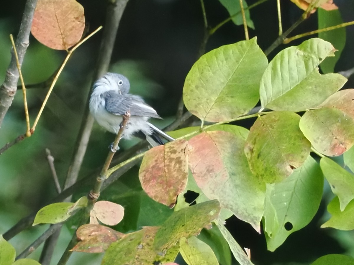 Blue-gray Gnatcatcher - ML642039682