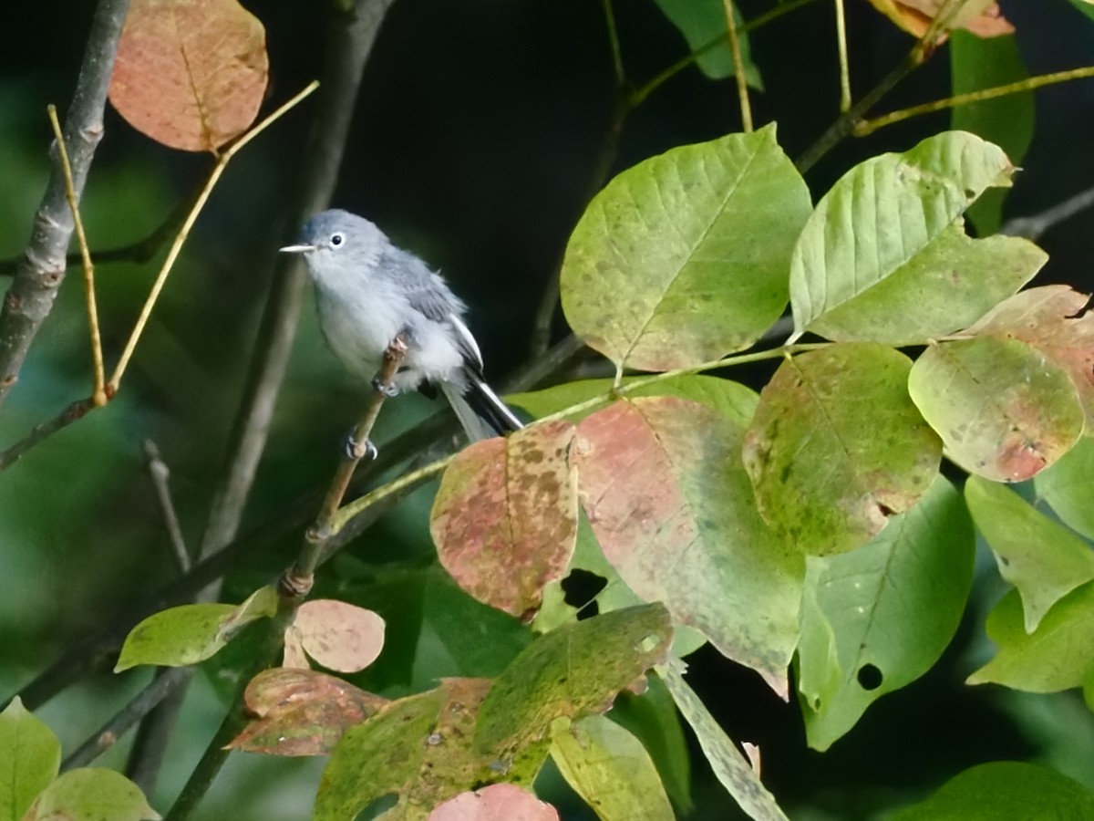 Blue-gray Gnatcatcher - ML642039684