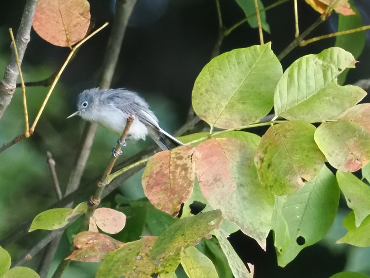 Blue-gray Gnatcatcher - ML642039685