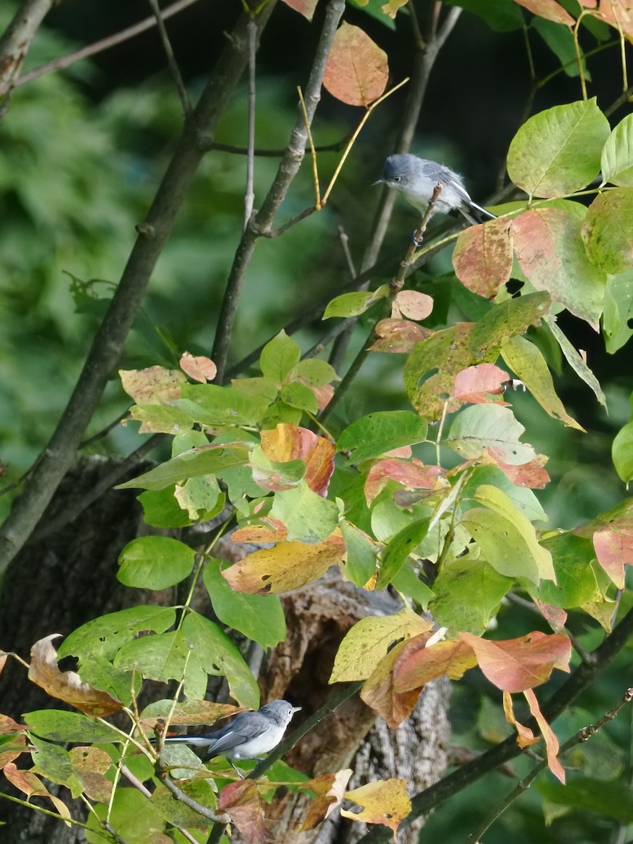 Blue-gray Gnatcatcher - ML642039686