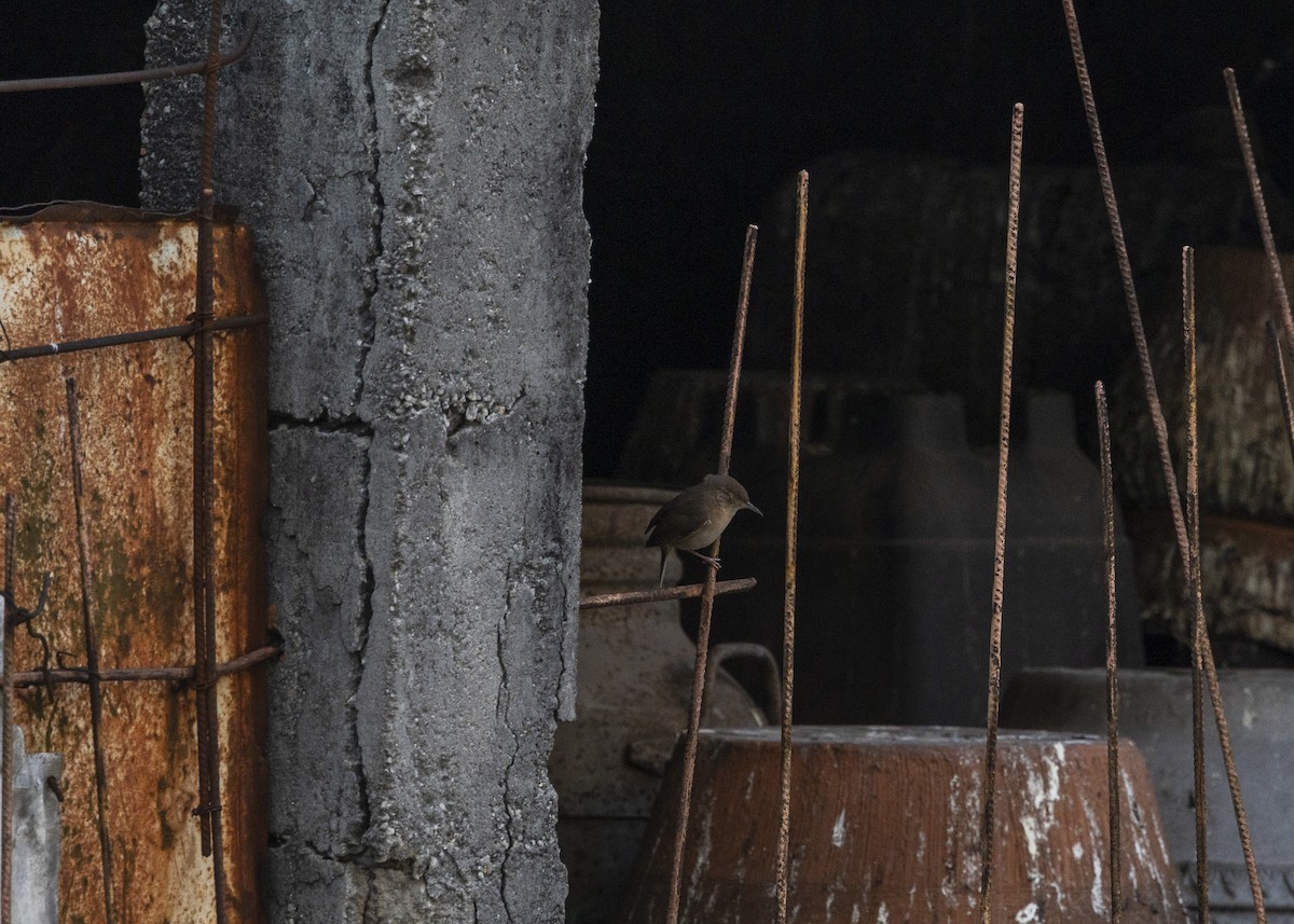 Southern House Wren - ML642039689