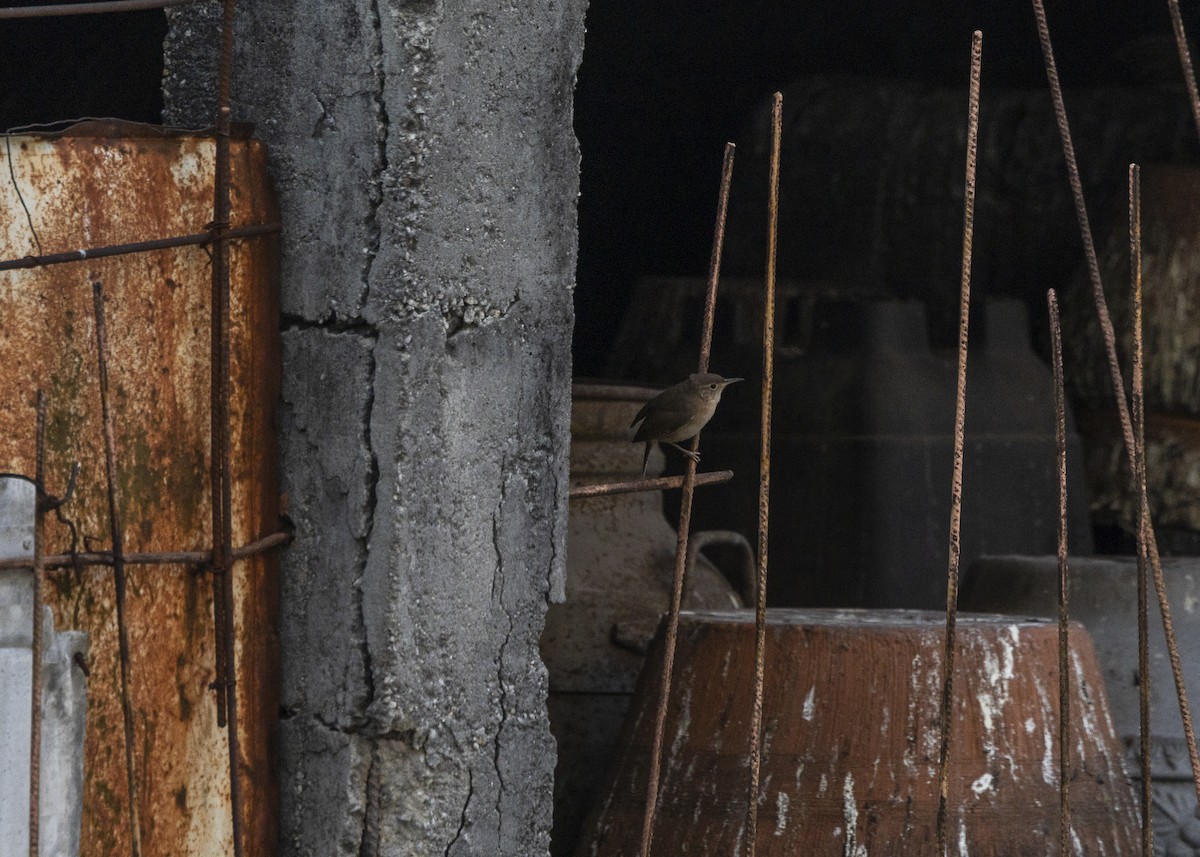 Southern House Wren - ML642039690